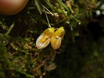 Specklinia colombiana, photographed by Kai Squires