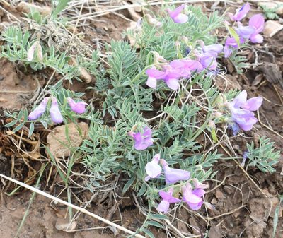 Lathyrus brachycalyx, photographed by zookanthos