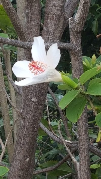 Hibiscus arnottianus, photographed by Norma Malinowski
