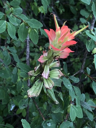 Castilleja nelsonii, photographed by Jared Shorma