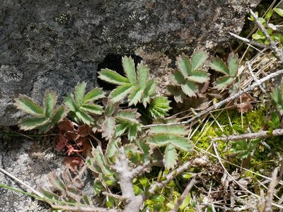 Acaena caesiiglauca, photographed by Alice Shanks