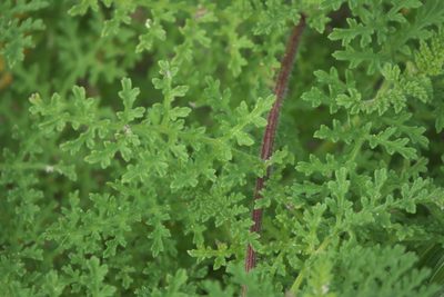 Ambrosia hispida, photographed by Robert Webster