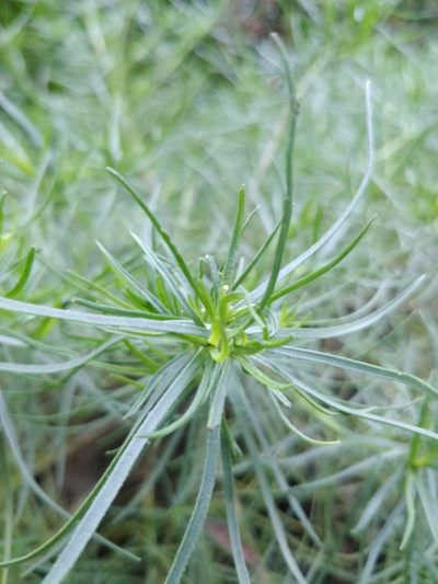 Plantago arborescens, photographed by Vítor Jorge