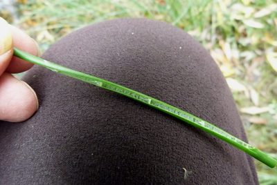 Juncus acuminatus, photographed by Colin Meurk