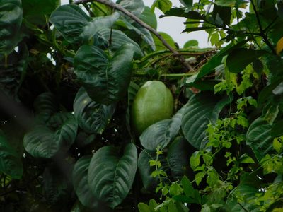 Passiflora quadrangularis, photographed by Jade Fortnash