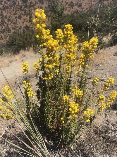 Calceolaria thyrsiflora, photographed by leolahera
