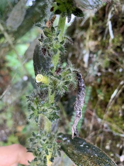 Columnea spathulata, photographed by Skjold Søndergaard