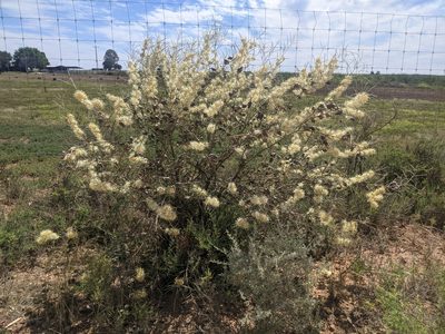 Hakea leucoptera, photographed by Dylan Butcher
