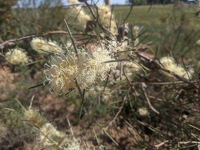 Hakea leucoptera, photographed by Dylan Butcher