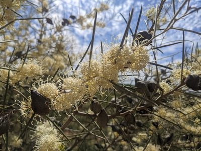 Hakea leucoptera, photographed by Dylan Butcher