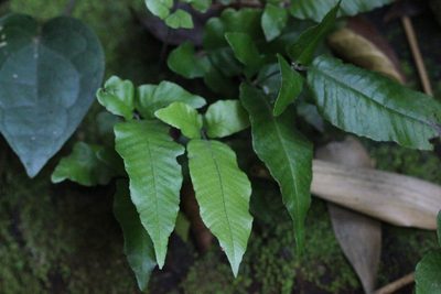 Grypothrix triphylla, photographed by Agnes Trekker