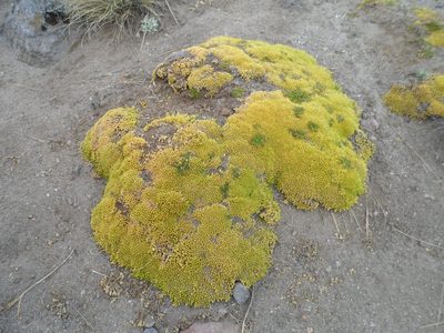 Arenaria bryoides, photographed by Ignacio March Mifsut