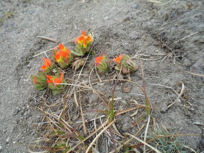 Castilleja tolucensis, photographed by Ignacio March Mifsut