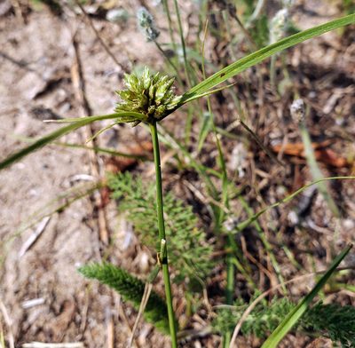 Cyperus lupulinus, photographed by aarongunnar