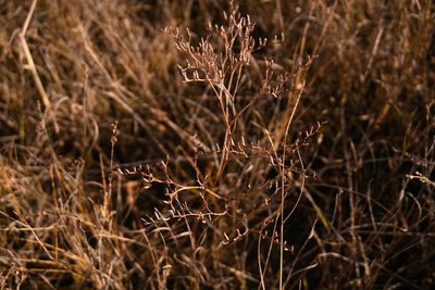 Limonium carolinianum, photographed by Lucian Vazquez
