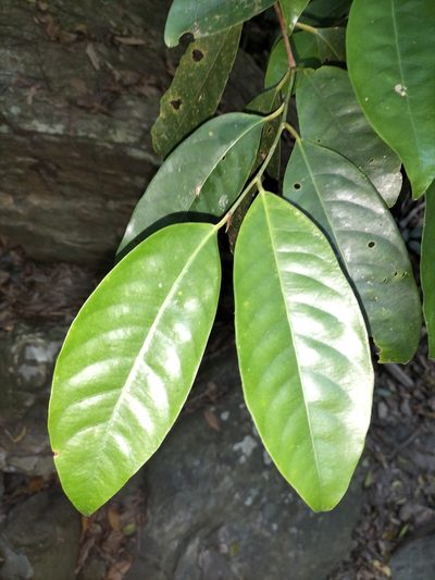 Myristica globosa, photographed by Matthew Borella