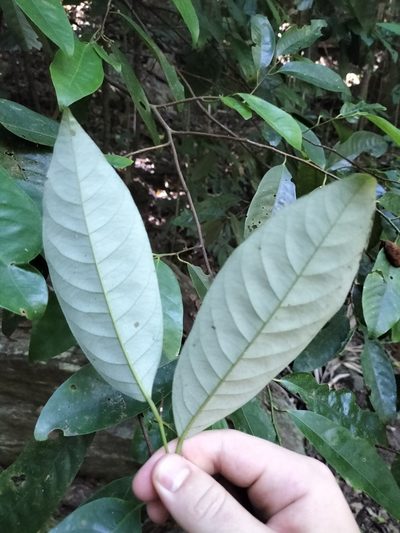 Myristica globosa, photographed by Matthew Borella