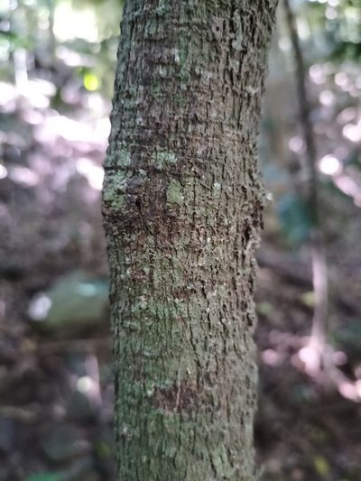 Myristica globosa, photographed by Matthew Borella