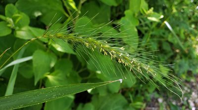 Elymus villosus, photographed by aarongunnar
