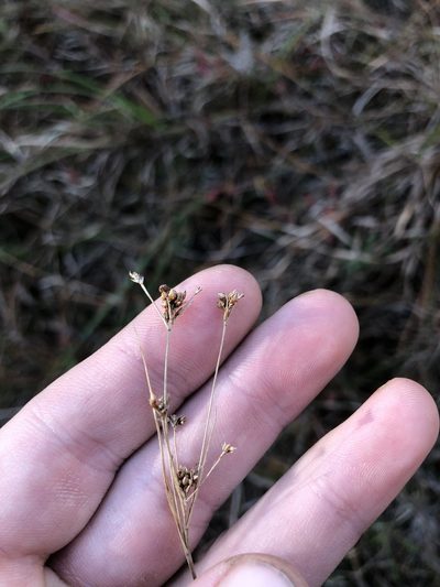 Rhynchospora recognita, photographed by Will McFarland
