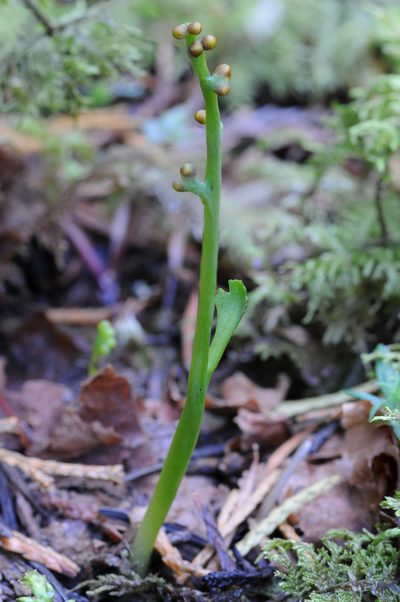Botrychium montanum, photographed by Timothy McNitt