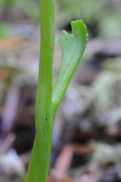 Botrychium montanum, photographed by Timothy McNitt