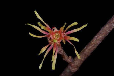 Hamamelis ovalis, photographed by Michelle W. （鍾偉瑋）