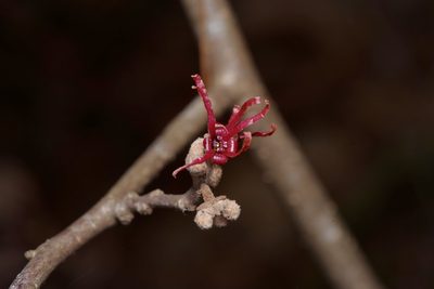 Hamamelis ovalis, photographed by Michelle W. （鍾偉瑋）