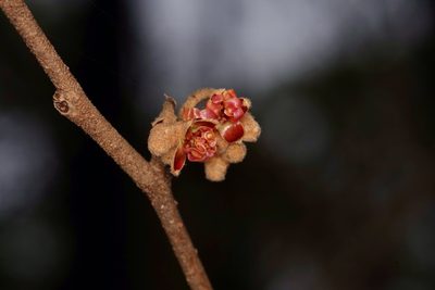 Hamamelis ovalis, photographed by Michelle W. （鍾偉瑋）