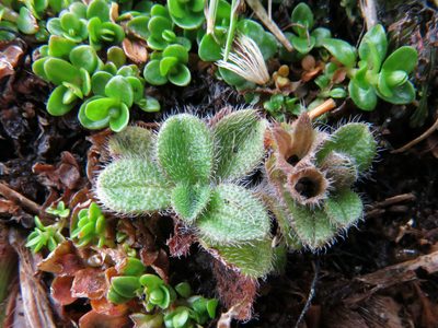 Myosotis antarctica, photographed by John Barkla