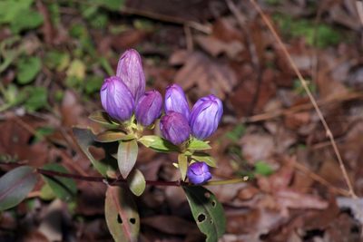 Gentiana saponaria, photographed by Michelle W. （鍾偉瑋）