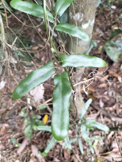 Lygodium reticulatum, photographed by Matthew Borella
