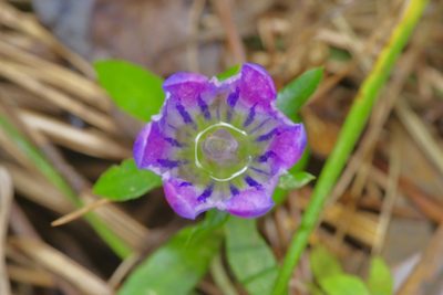 Gentiana saponaria, photographed by Michelle W. （鍾偉瑋）