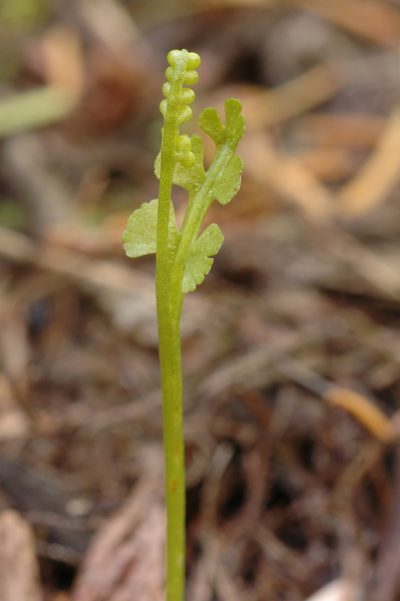 Botrychium crenulatum, photographed by Timothy McNitt