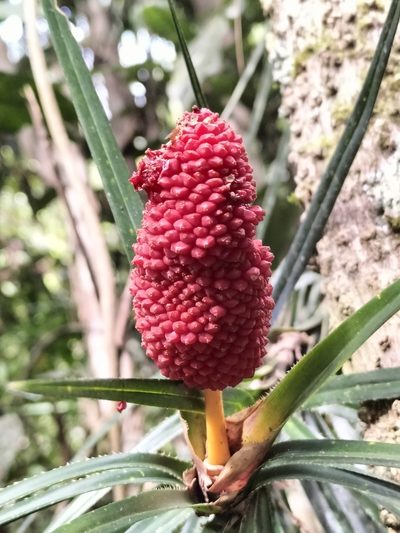 Freycinetia excelsa, photographed by Matthew Borella
