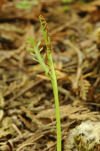 Botrychium lineare, photographed by Timothy McNitt