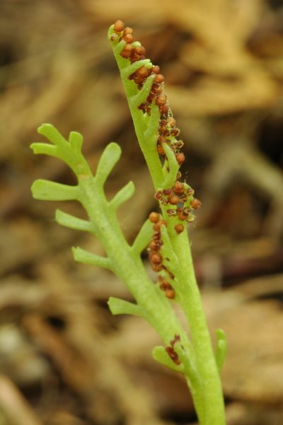 Botrychium lineare, photographed by Timothy McNitt