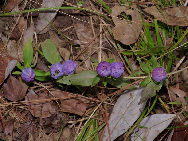 Gentiana saponaria, photographed by Michelle W. （鍾偉瑋）