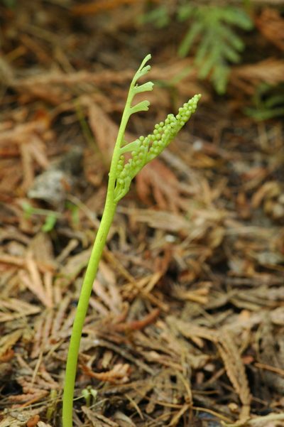 Botrychium lineare, photographed by Timothy McNitt