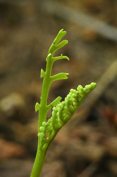 Botrychium lineare, photographed by Timothy McNitt