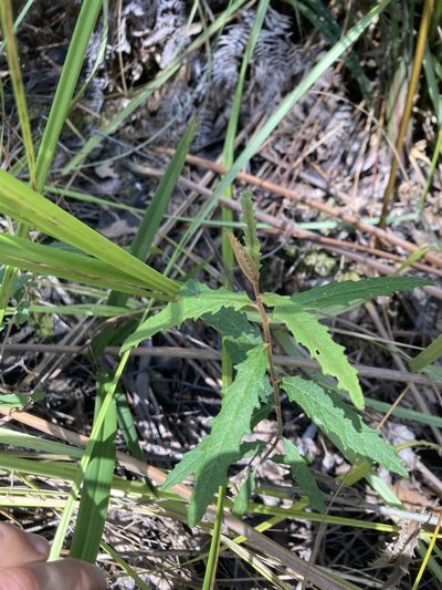 Olearia stellulata, photographed by krumpianking
