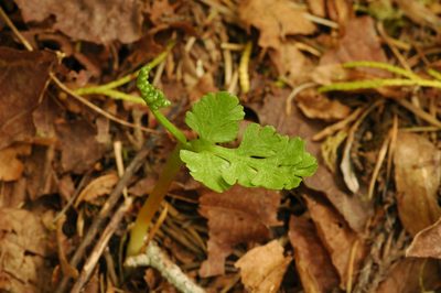 Botrychium pinnatum, photographed by Timothy McNitt