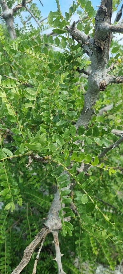 Zanthoxylum humile, photographed by Nic Knott-Craig