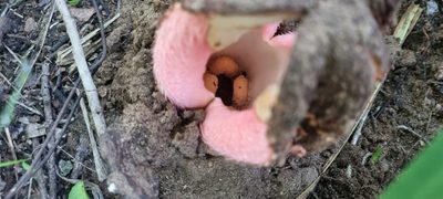 Hydnora abyssinica, photographed by Nic Knott-Craig