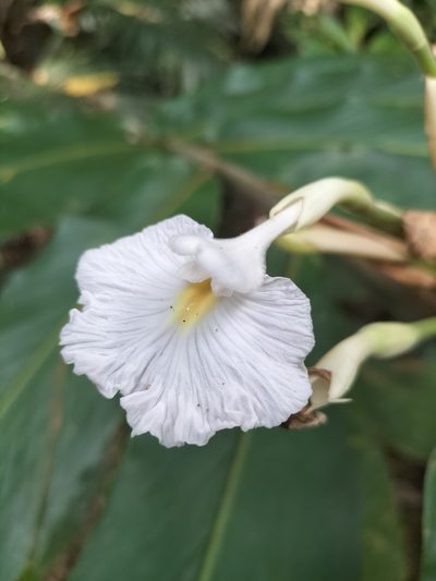 Alpinia arctiflora, photographed by Matthew Borella