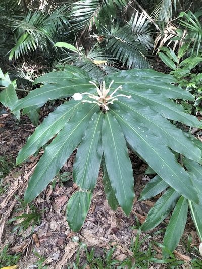 Alpinia arctiflora, photographed by Matthew Borella