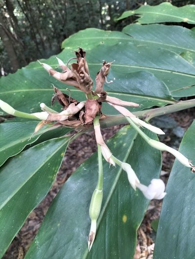 Alpinia arctiflora, photographed by Matthew Borella