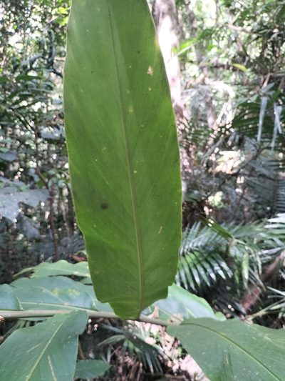 Alpinia arctiflora, photographed by Matthew Borella