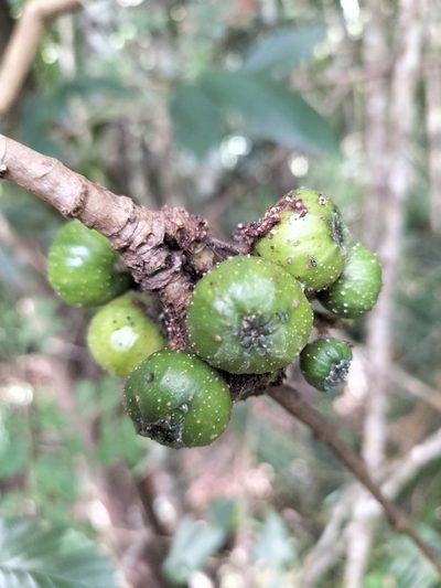 Ficus congesta, photographed by Matthew Borella