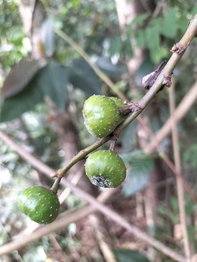 Ficus congesta, photographed by Matthew Borella